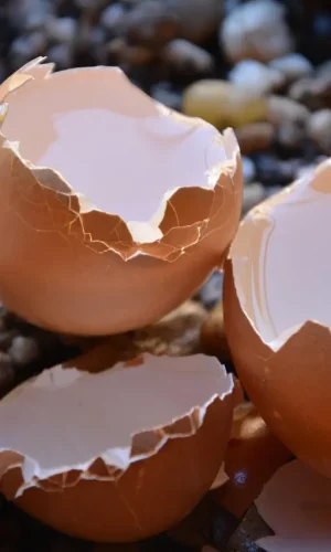 broken-eggs-1711144_1280